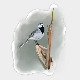 Pied Wagtail Soft Pastel Drawing on Grey Sticker